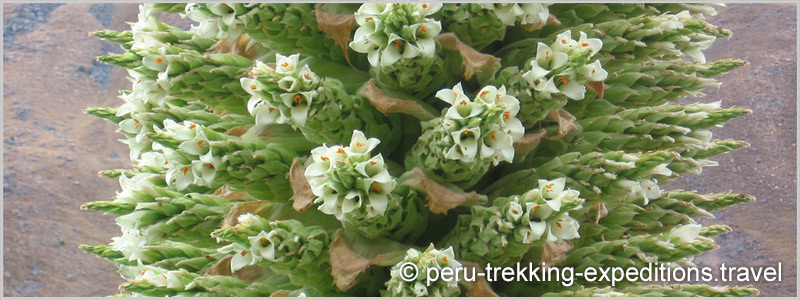 Peru: Bus-Tour Hiking Puyaraimondi (4300 m) and Glacier Pastoruri (5000 m) 