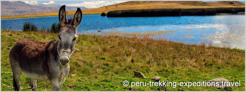 Peru: Trekking Laguna Wilcacocha Adventure over (3725 m)