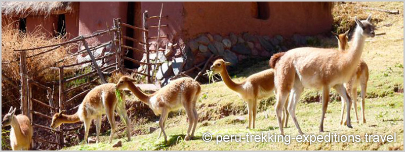 Peru: Trekking Inca Trail to Machu Picchu (Huayna Picchu 2.667 m) 